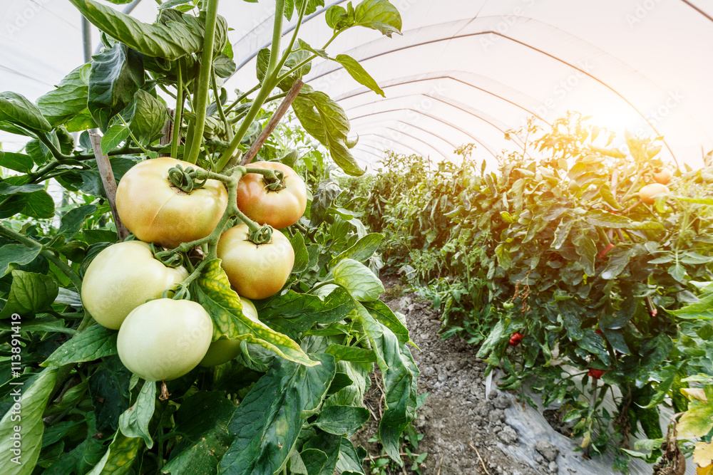 Ripe tomatoes grown in greenhouses