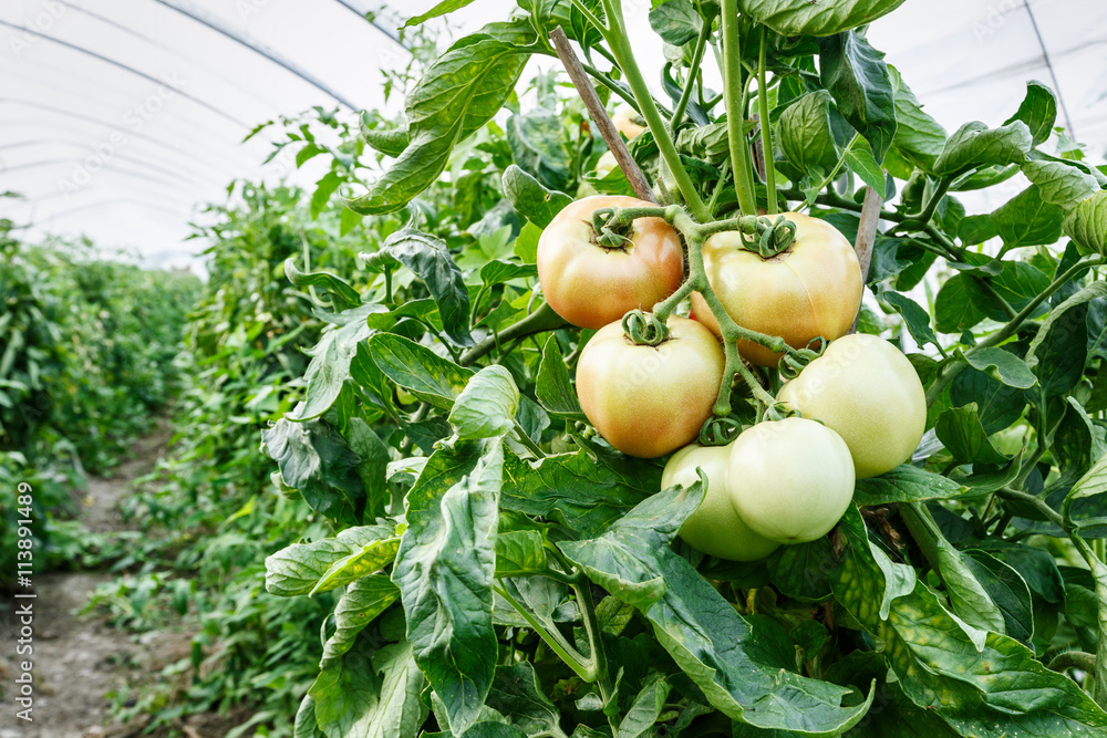 Ripe tomatoes grown in greenhouses