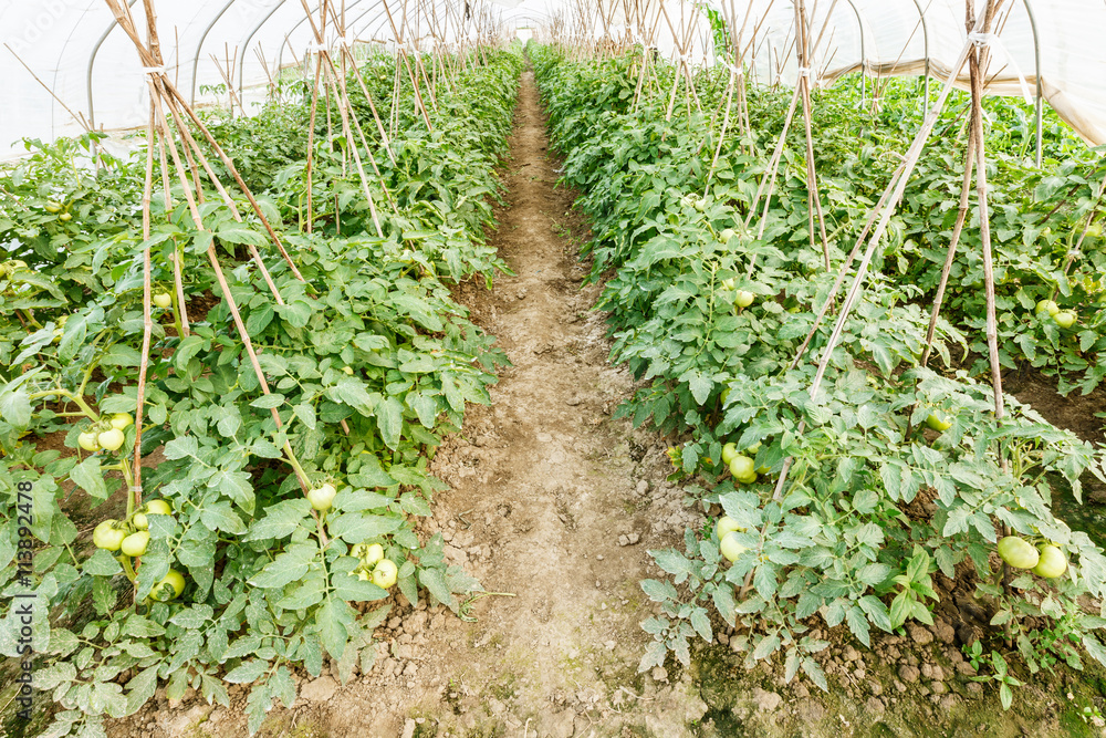 Ripe tomatoes grown in greenhouses