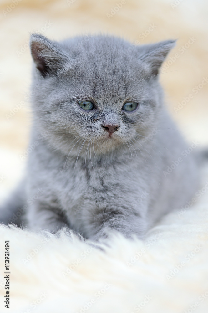 Kitten on white blanket