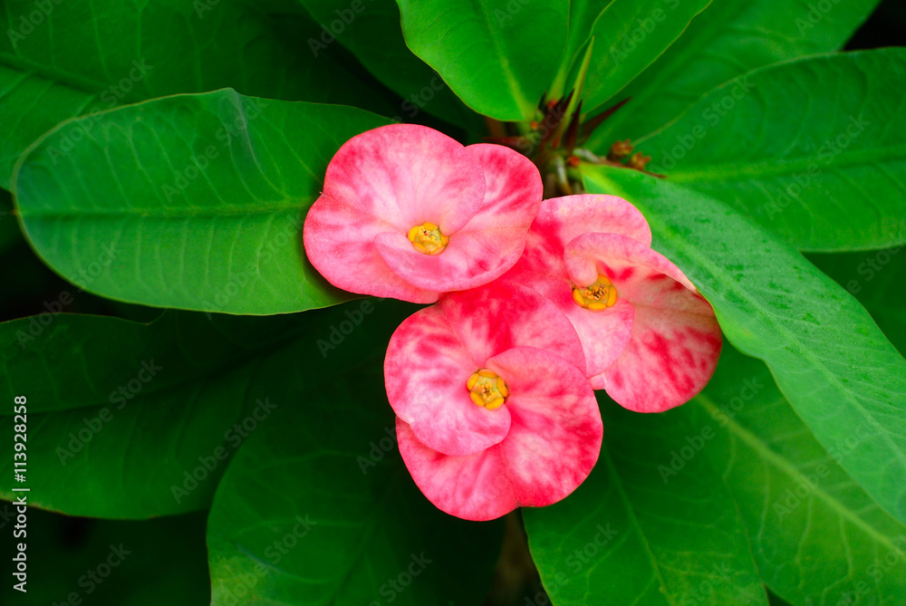 pink crown of thorns flowers