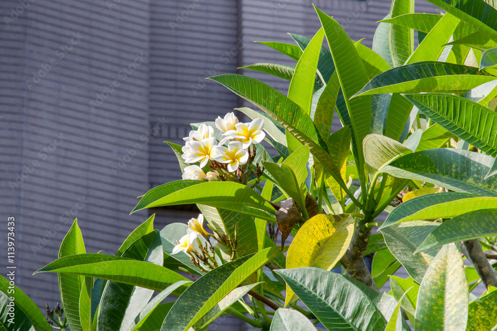 frangipani tropical flower, plumeria flower blooming on tree
