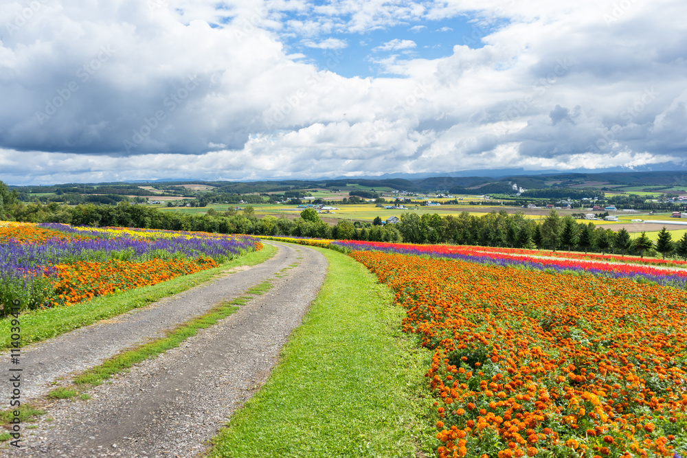 日本北海道花场土路