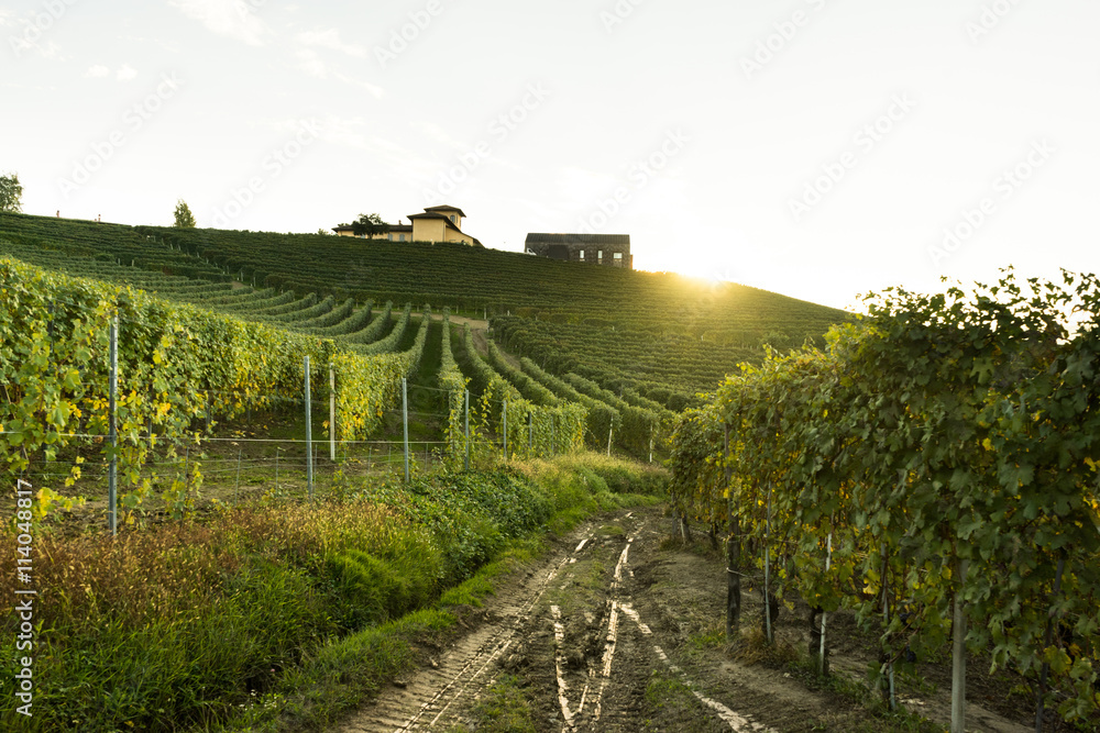 beautiful vineyard in switzerland in blue sky