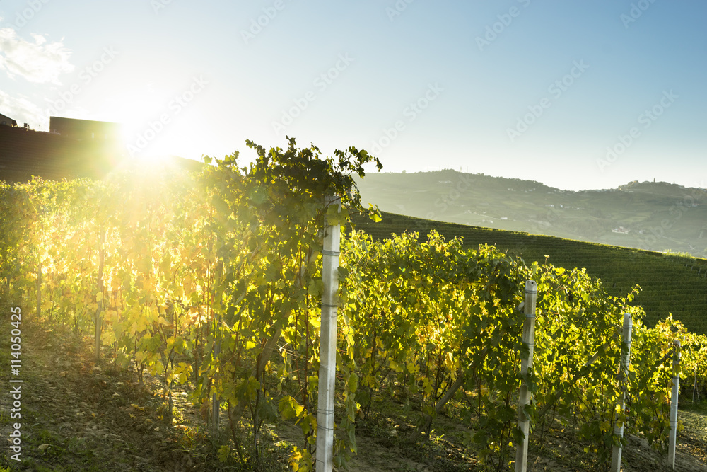 beautiful vineyard in switzerland in blue sky