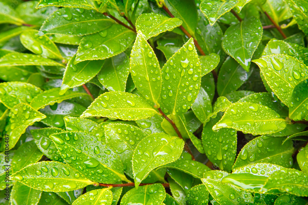 雨上がりの新緑の葉