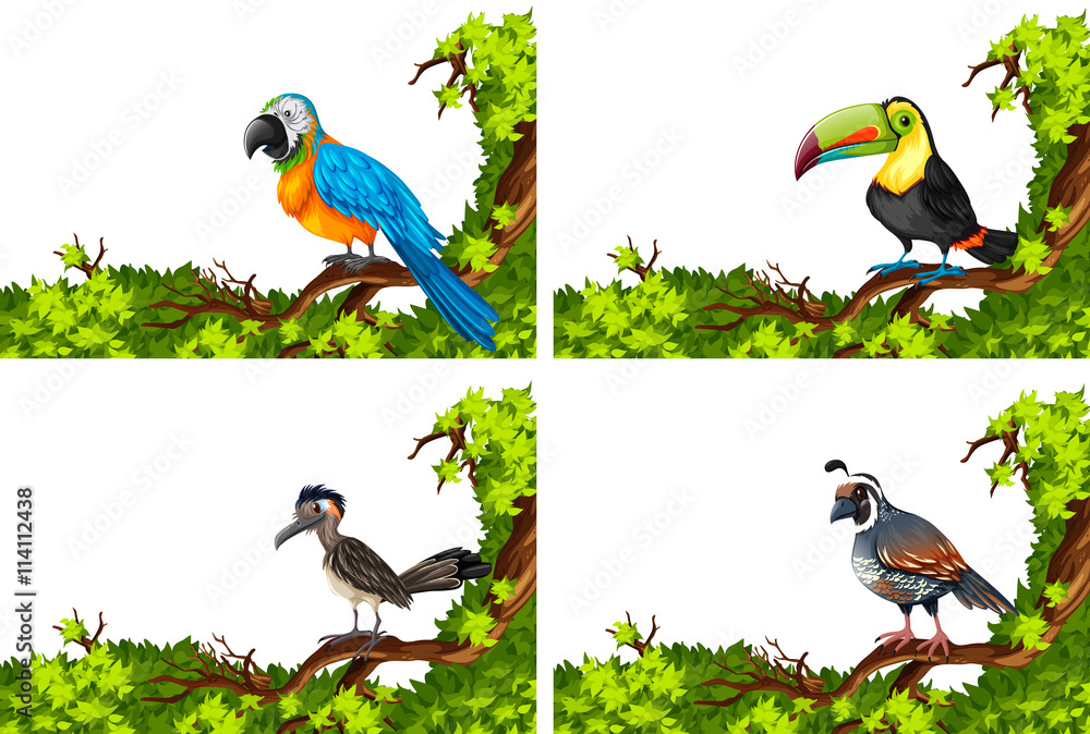 Four kinds of bird on the branches