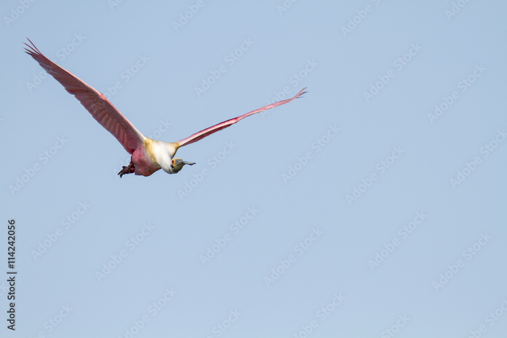 Roseate Spoonbill level flight wings high