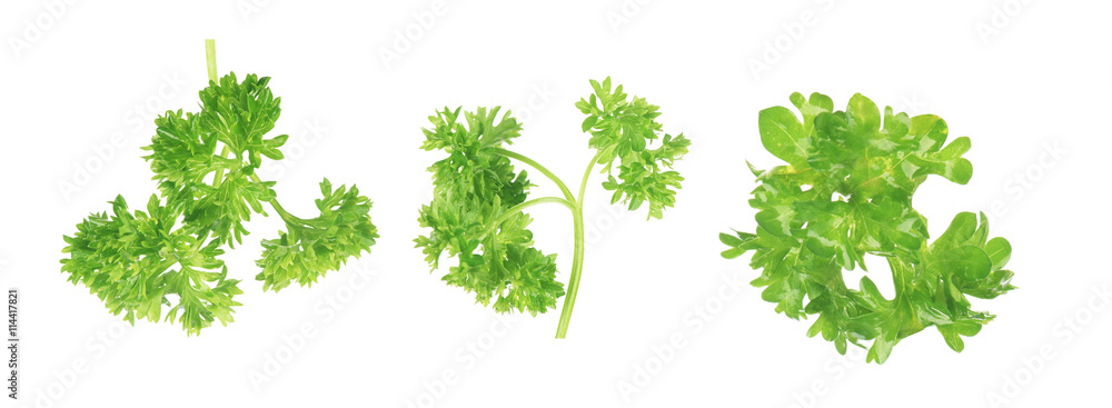 parsley isolated on a white background