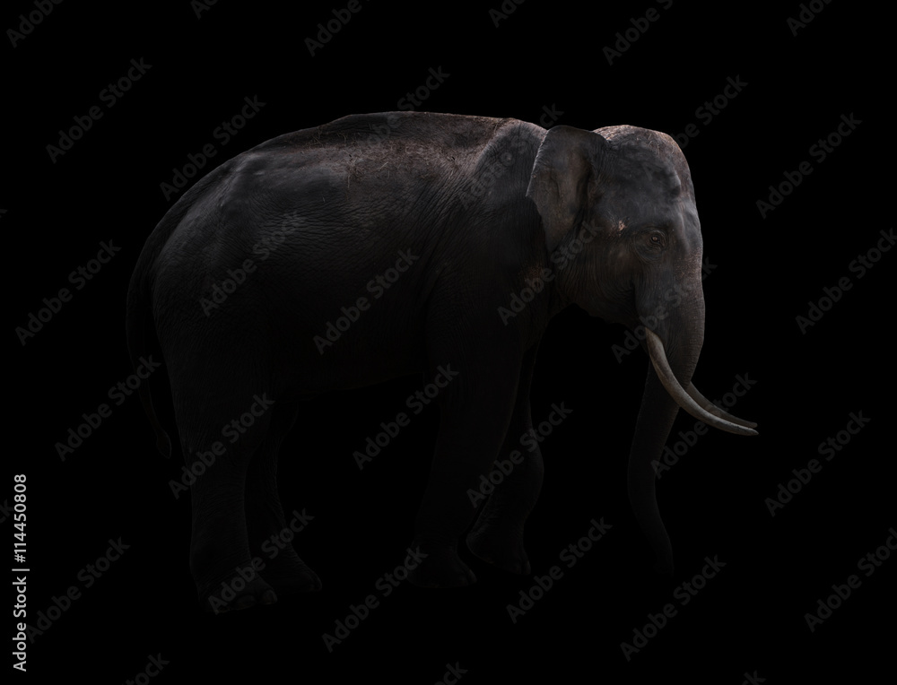 male elephant standing at night time