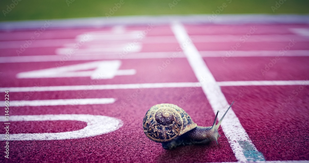 Composite image of snail on a white background