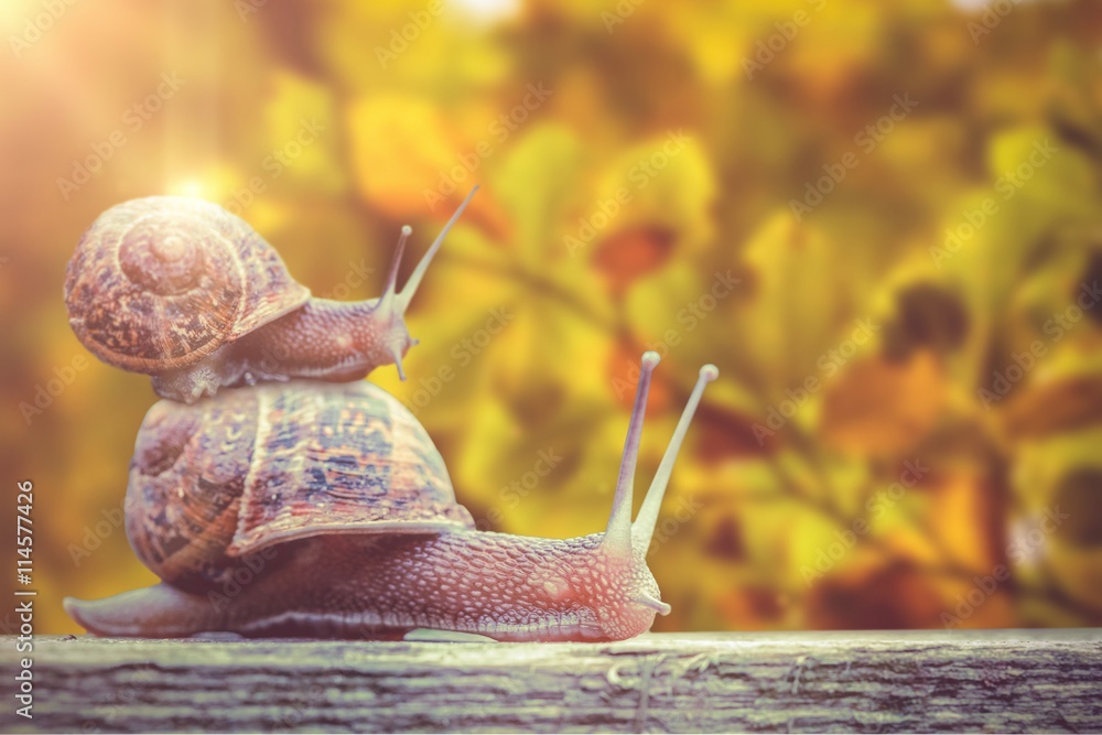 Composite image of snail on a white background