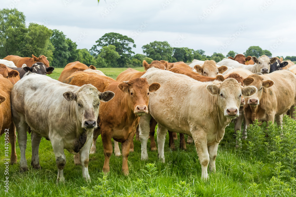 ヨーロッパの牛達 European cows