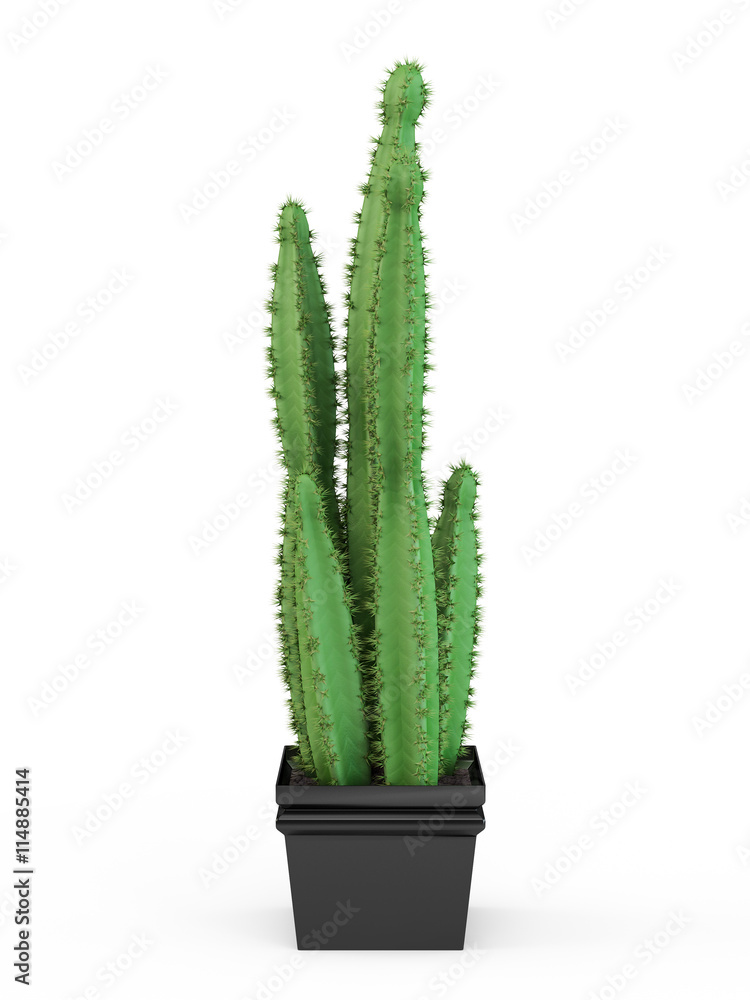 Cleistocactus flavispinus - houseplants cactus in earthenware pot, isolated on white background. 3D 