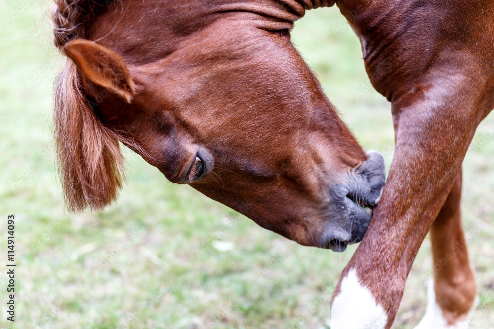 horse detail, head and eye