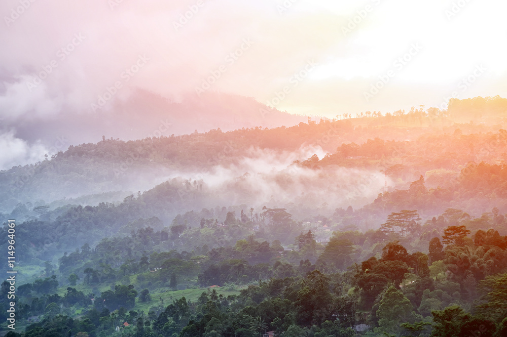 Forest and fog in the morning