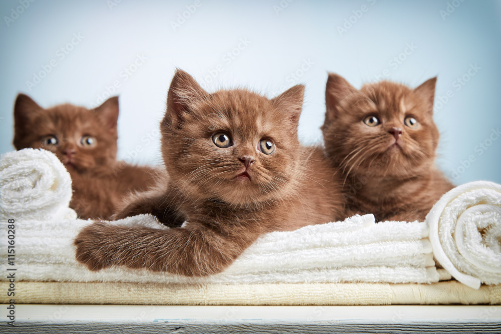 kitten and towels