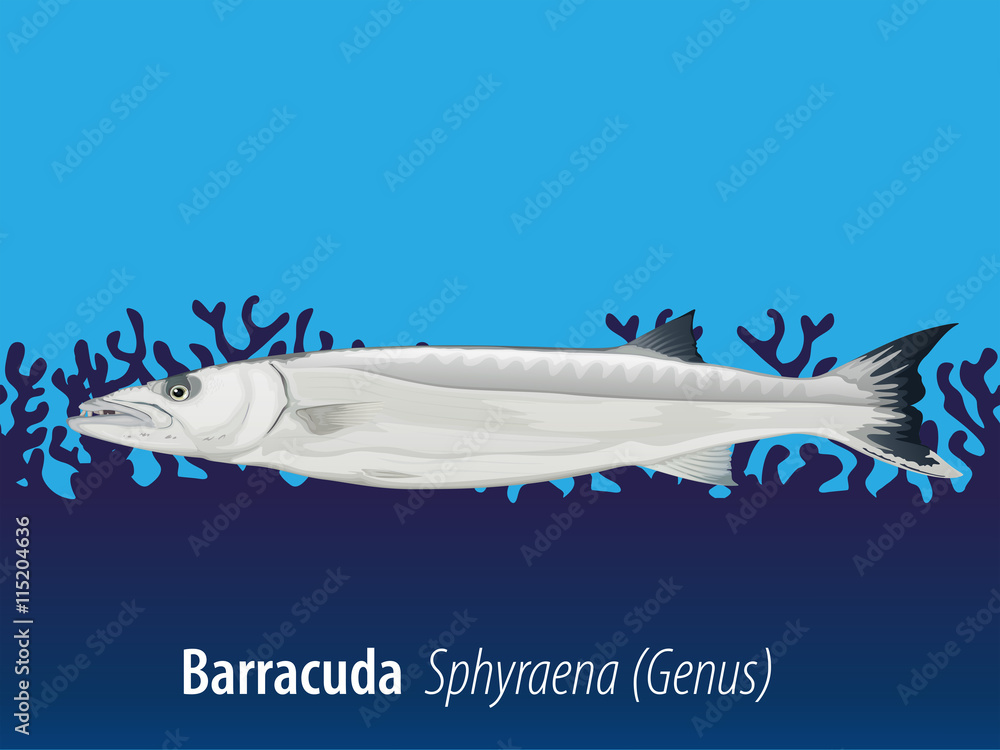 Barracuda swimming in the sea