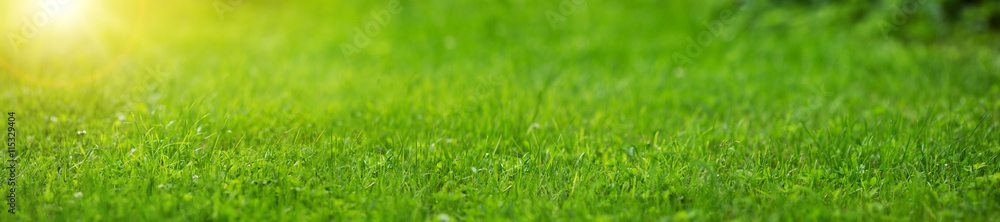 阳光明媚的夏日，清新的绿草背景