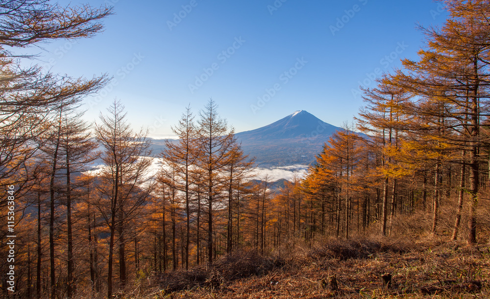 秋天的黄色森林树和富士山顶