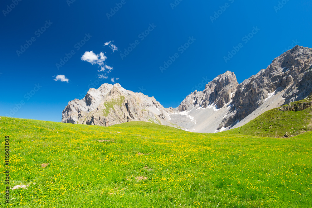 盛开的高山草甸和高海拔岩石山脉，天空湛蓝。意大利阿尔卑斯山。