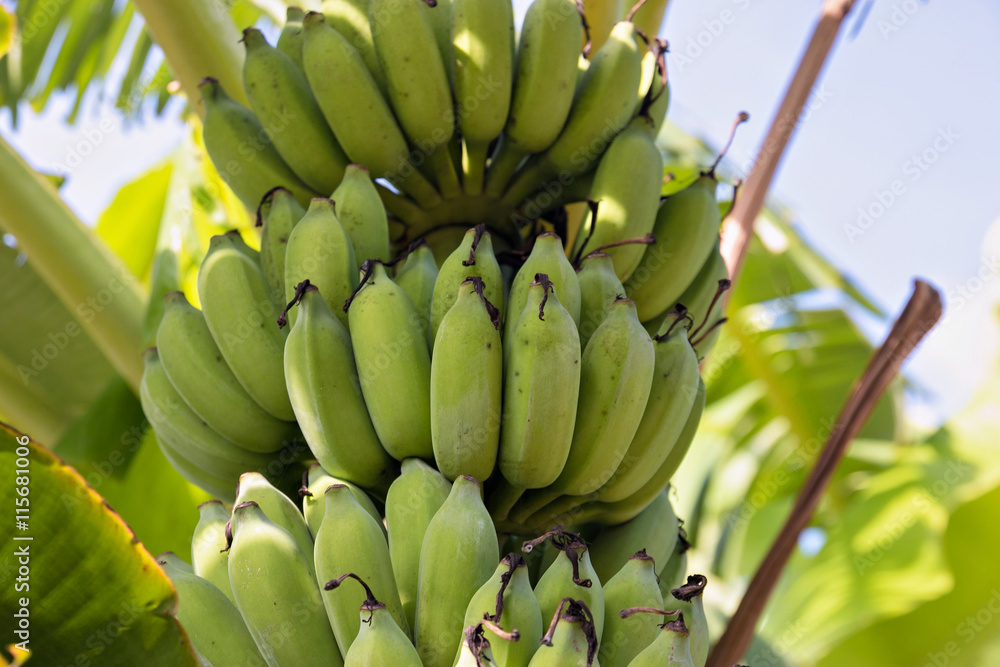 Green raw banana on tree in the farm