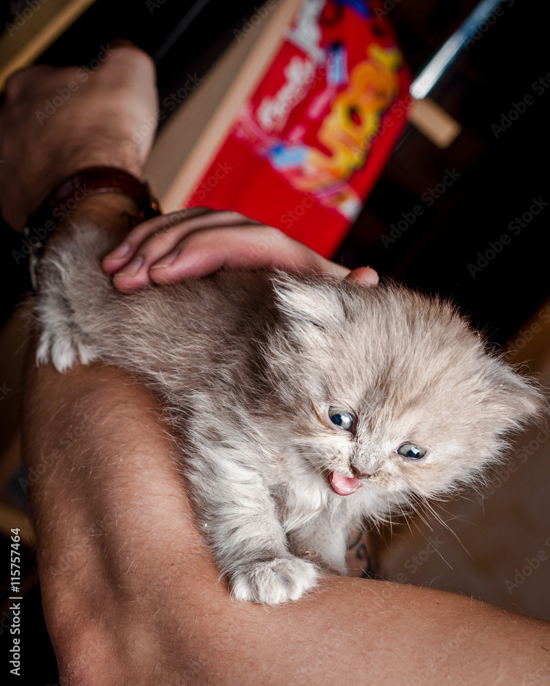 人类手中的英国灰色小猫