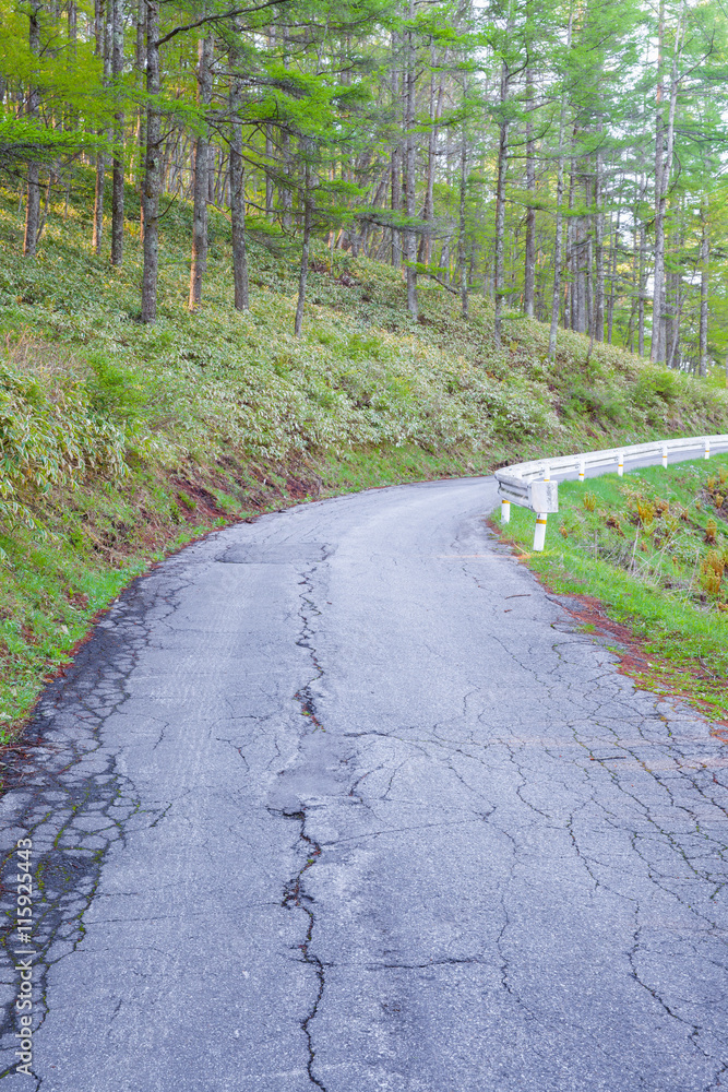 春天的山路和松林