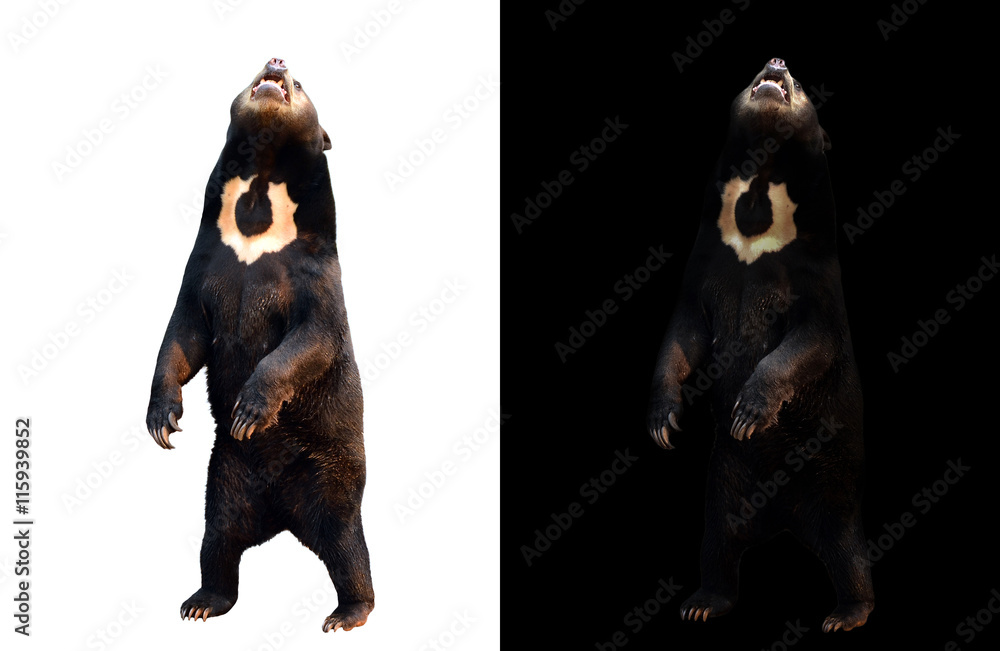 malayan sunbear on dark and white background