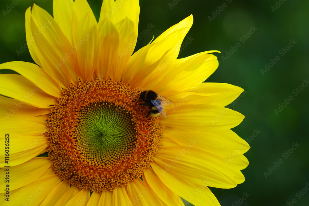 Close up of sunflower