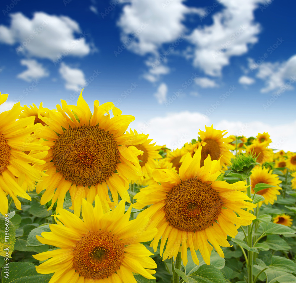 sunflowers field on sky