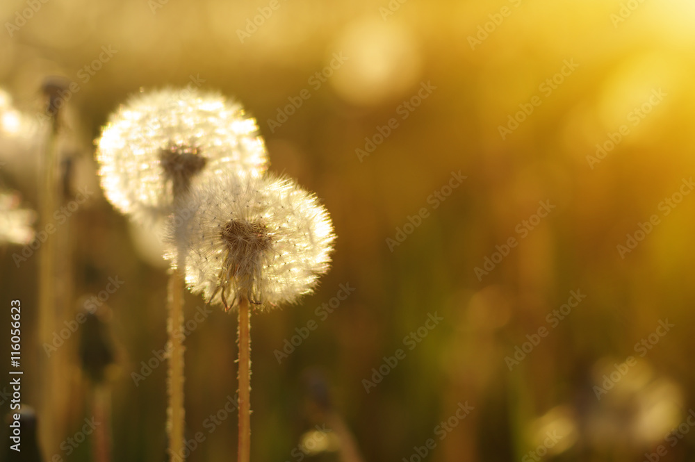 dandelions in the sun