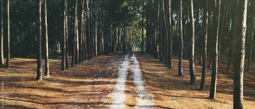 Pathway Forrest乡村步道自然概念