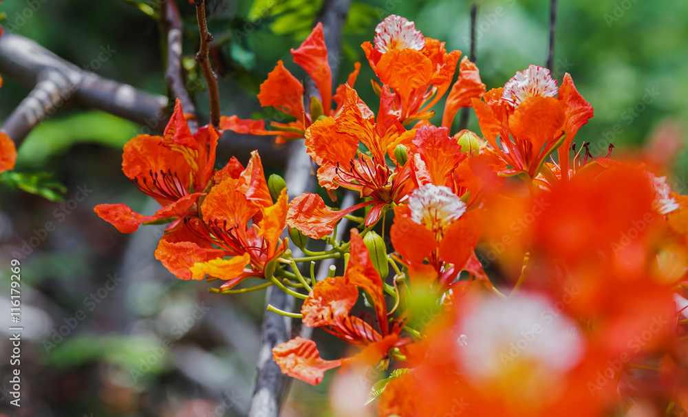 近距离观察橙色的Royal Poinciana，Flam boyant，The Flame Tree