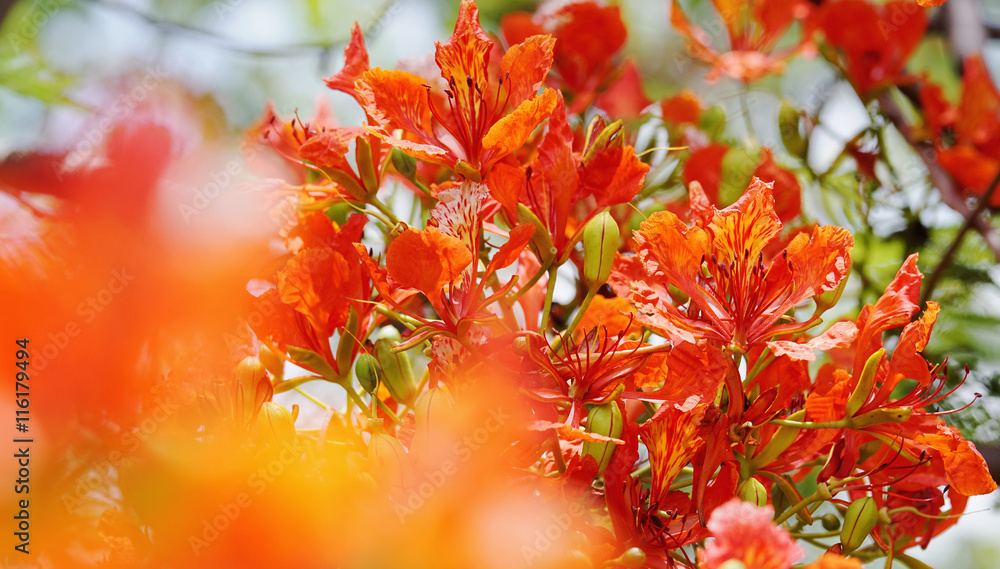 close up orange Royal Poinciana, Flam-boyant, The Flame Tree