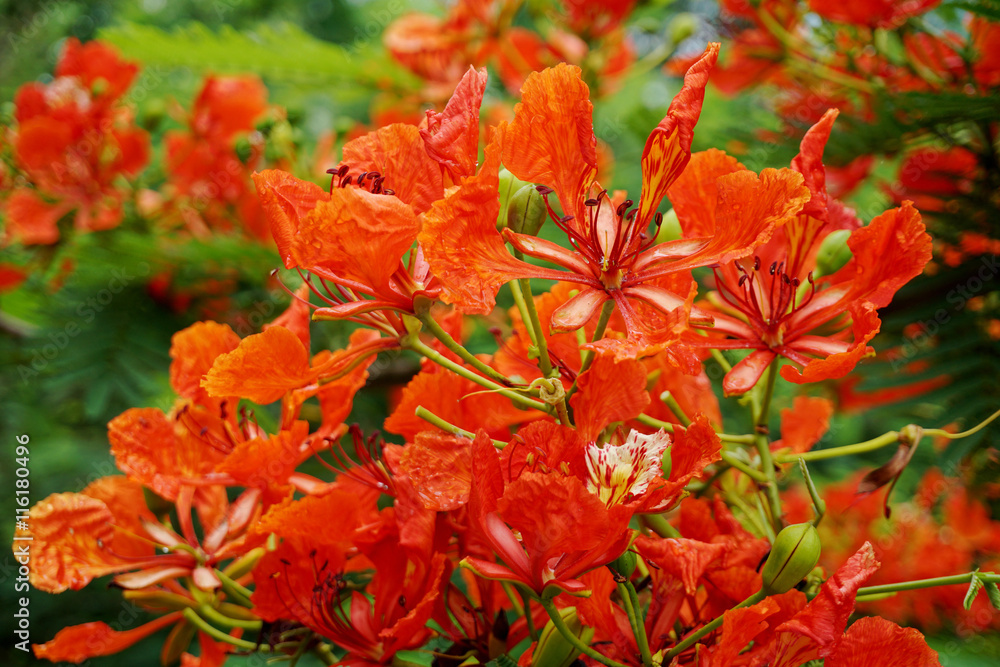 近距离观察橙色的Royal Poinciana，Flam boyant，The Flame Tree