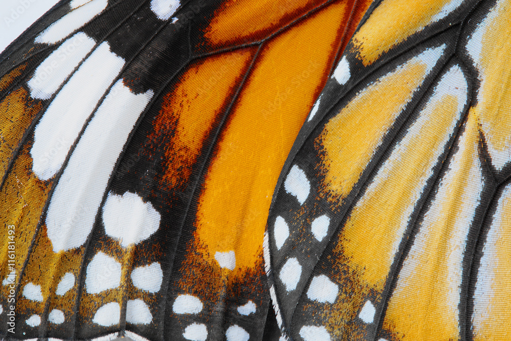 Macro Butterfly wing background, common tiger butterfly , Danaus Genutia, monarch butterfly