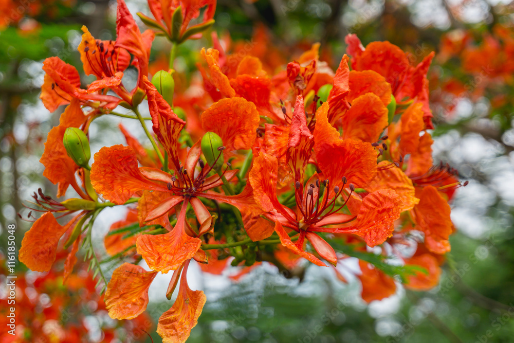 近距离观察橙色的Royal Poinciana，Flam boyant，The Flame Tree