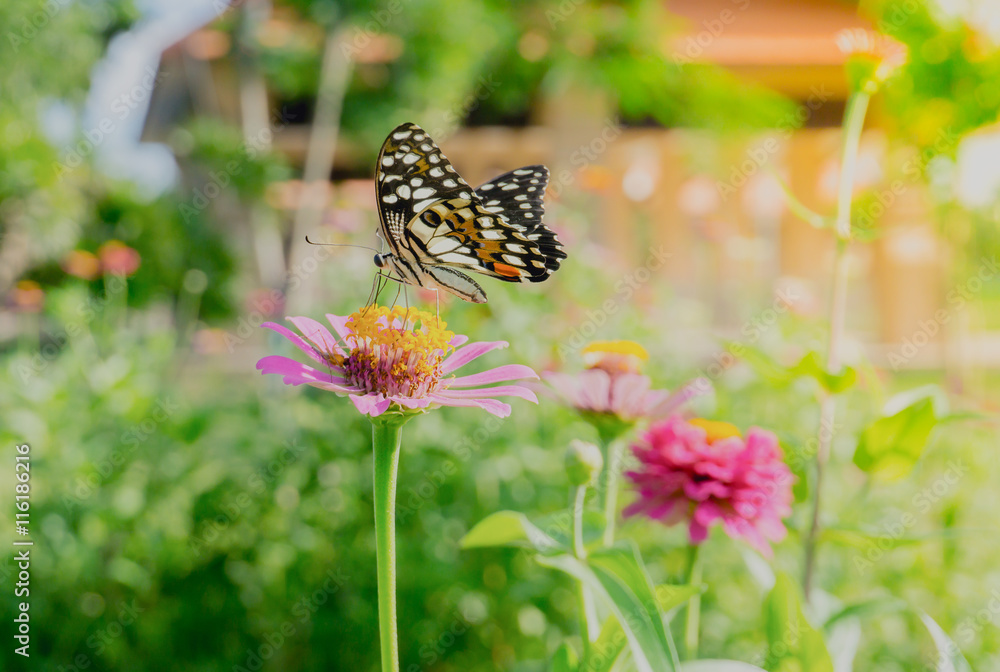 close up Butterfly on a flower in the garden