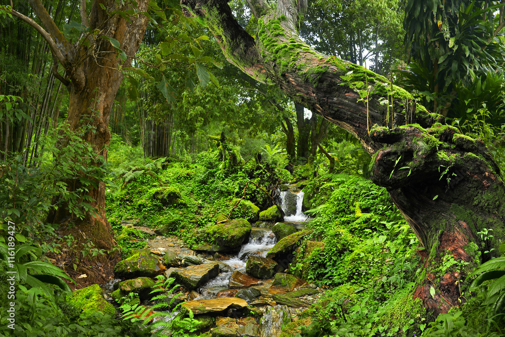 Selva tropical asiática