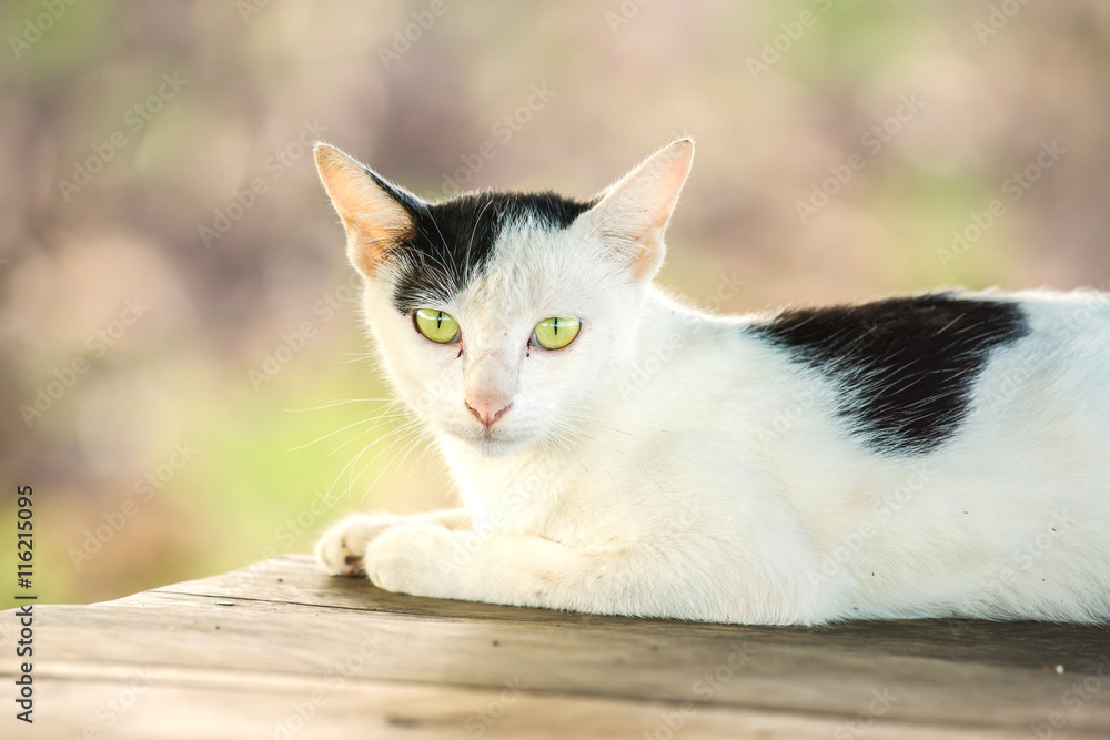 White and black cat is resting on wooden table