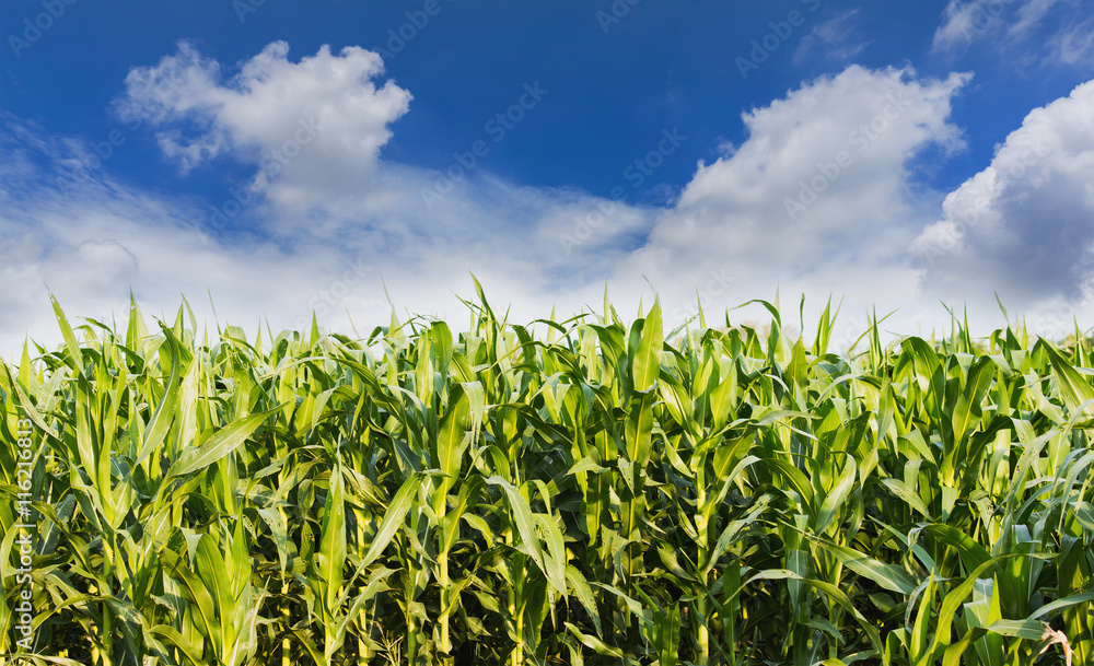 Green corn field in agricultural garden and blue sky