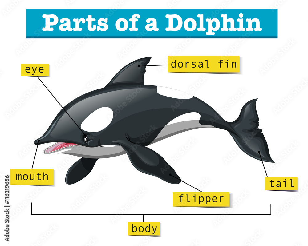 海豚部分示意图