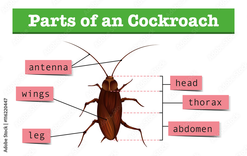 蟑螂部分示意图