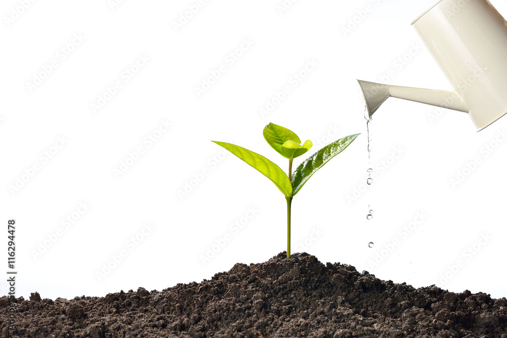 Sprout watered from a watering can isolated on white background