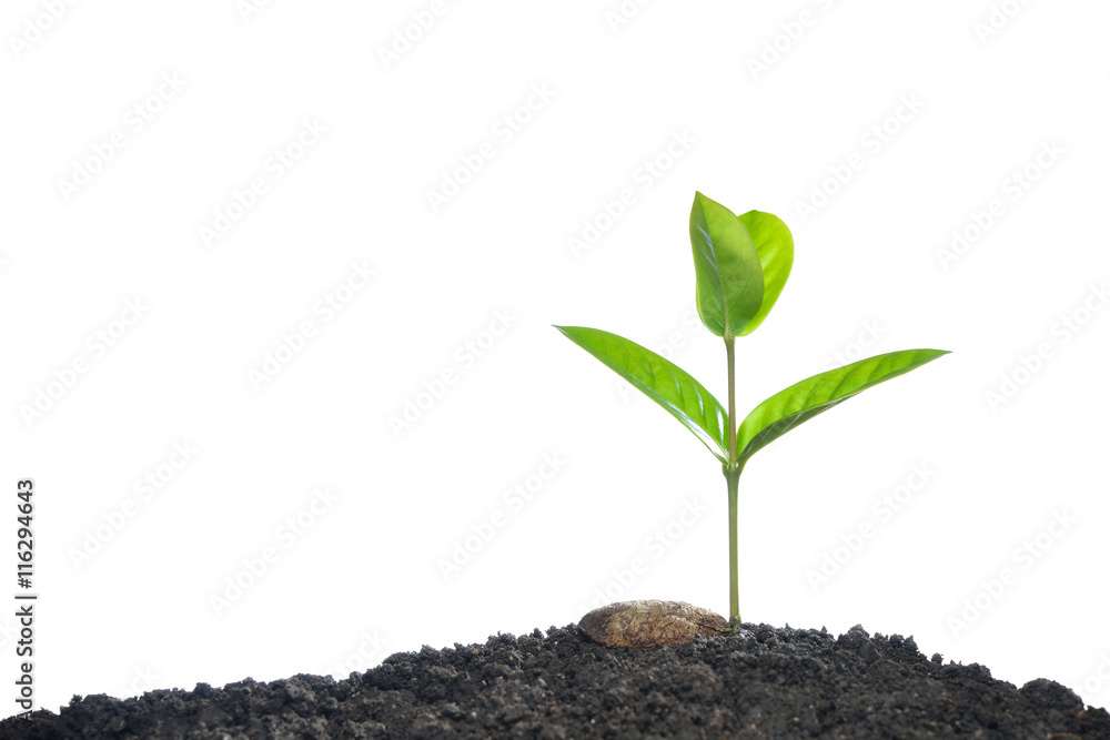 Green sprout growing from seed isolated on white background