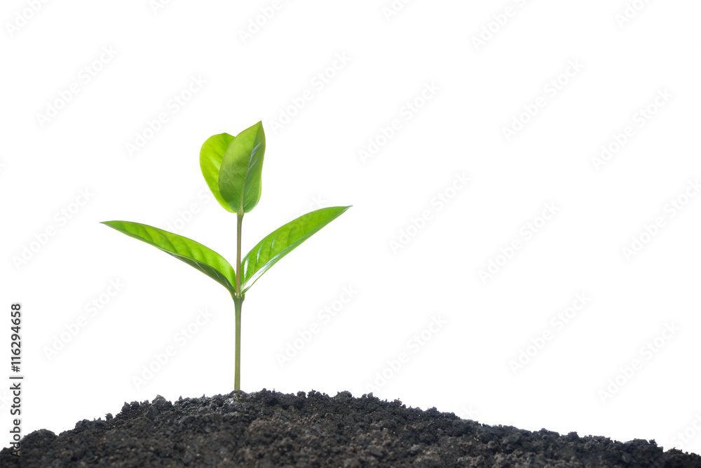 Green sprout growing out from soil isolated on white background