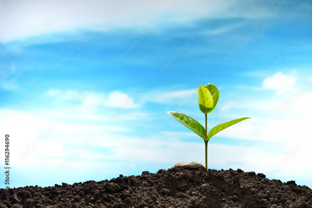 Green sprout growing from seed on sky background