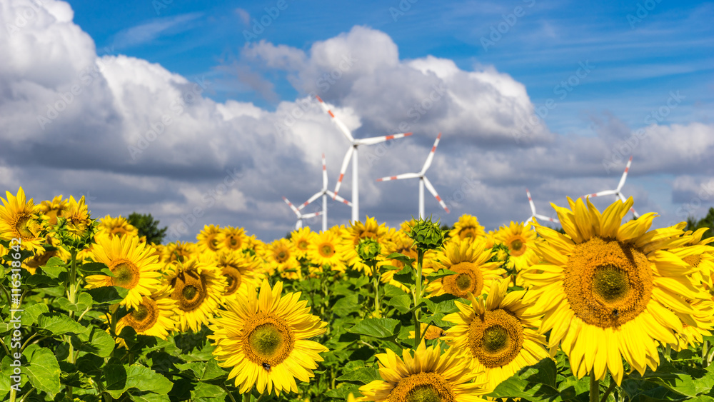 Wind power plants behind a field of sunflowers 