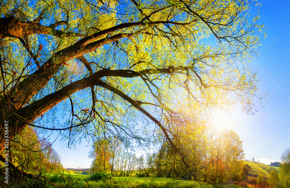 Die Sonne geht über dem Land auf und scheint durch einen schönen Baum